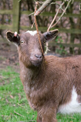 A brown goat on a farm