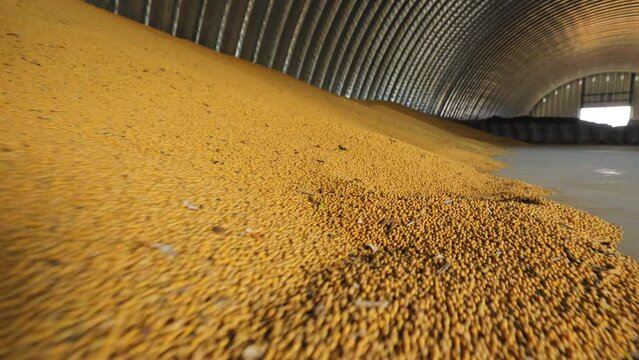 Large quantity of grain stored inside metal silo. Yellow harvest occupying significant area on floor. Storage interior with ribbed metal walls and well-lit space.