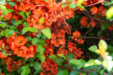 Close-up of blooming Japanese quince, showcasing the details and vibrant colors of the flowers in...
