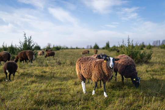 Zwartbles sheep are a rare breed originating in Holland, brown with white face.  Brown Zwartbles sheep with four white socks, white tips of tails, white markings on faces.