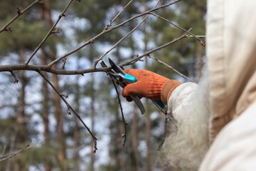 Man pruning trees in the garden. Spring. Close up view.