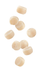 Falling scallop isolated on white background, full depth of field