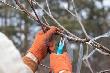 Man pruning trees in the garden. Spring. Close up view.