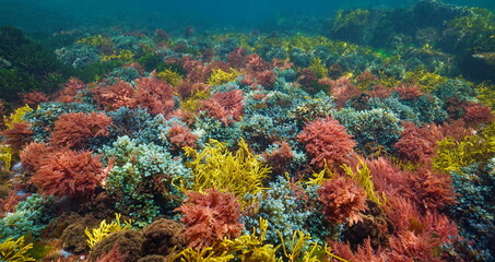 Colorful seaweed in the Atlantic ocean, natural underwater scene (Asparagopsis armata, Bifurcaria bifurcata and Cystoseira baccata algae), Spain, Galicia, Rias Baixas