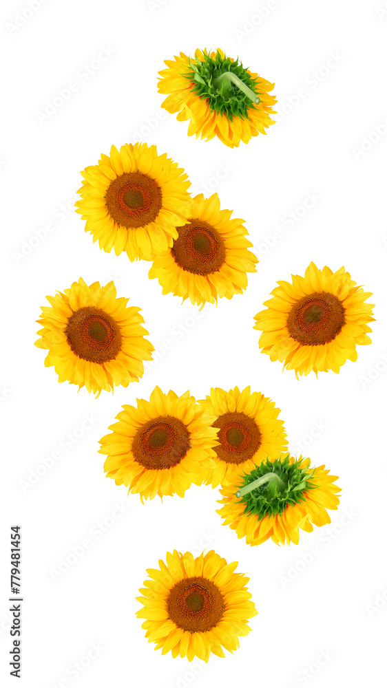 Wall mural Falling sunflower, isolated on white background, full depth of field