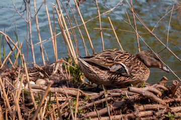 Mama duck hatches her eggs in a straw nest on the river. In the animal world. The world of wild nature. High quality photo