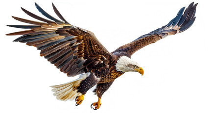 Obraz premium Eagle Isolated on white background.