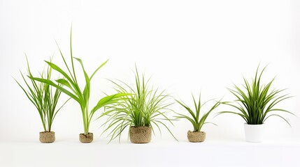 Fototapeta na wymiar Indoor plants isolated on white backgroundrealistic, business, seriously, mood and tone