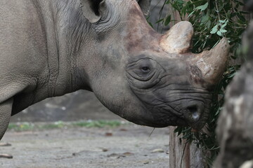 Obraz premium ヒガシクロサイ