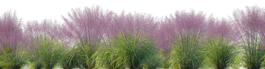 Pink Muhly Grass (Muhlenbergia capillaris, Gulf Muhly, Hairgrass, Mule Grass, Pink Hair Grass, Purple Muhly) grass field set isolated frontal png on a transparent background premium cutout