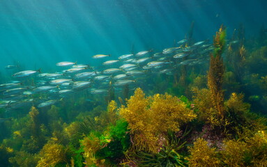 School of fish (bogue) with seaweed underwater in the Atlantic ocean, natural scene, Spain, Galicia, Rias Baixas