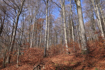 Blick auf die Herbstlichen Wälder bei Schmallenberg im Sauerland