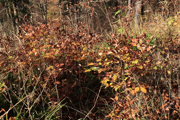 Blick auf die Herbstlichen Wälder bei Schmallenberg im Sauerland