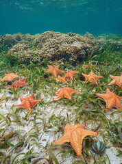 Several sea stars Oreaster reticulatus underwater in the Caribbean sea, natural scene, Central America, Panama, Bocas del Toro