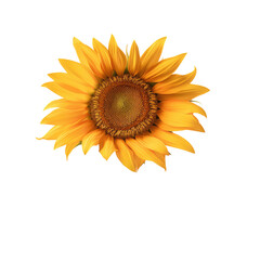 Sunflower on a Transparent Background