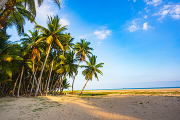 Scenery of coconut grove in the eastern suburbs of Wenchang, Hainan, China Sea, at sunset in the...