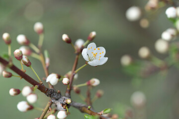 Beginning of flowering of fruit trees, cherries. The first flower opens