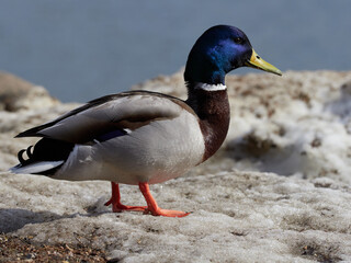 Duck in the park by the lake or river. Nature wildlife mallard duck on a green grass. Close up ducks, see the details and expressions of ducks. Travel photo, selective focus, blurred background.