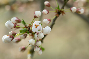 Beginning of flowering of fruit trees, cherries. The first flower opens