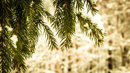 Beginning of winter - fresh snow on spruce tree branch.