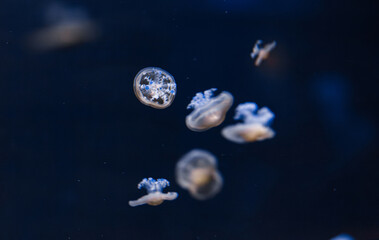 underwater photos of mediterranean jellyfish Cotylorhiza tuberculata