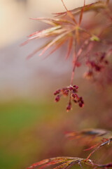 image with the flowers of a Japanese maple in a blurred background.