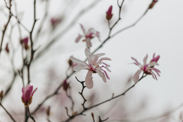 Blooming magnolia in spring. Twigs with flowers. Beautiful light pink magnolia flowers in soft light. Selective focus. Dnepr city, Ukraine. Personifications of spring beauty.