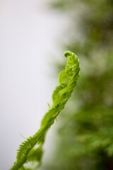 image with a fern leaf in a blurred background.
