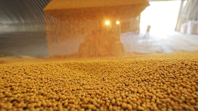 Large indoors storage facility filled with small, yellow soybeans spreading across floor. Machine with bright lights visible in background suggesting processing grains.