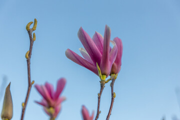 Blooming magnolia in spring. Twigs with flowers. Beautiful light pink magnolia flowers in soft light. Selective focus. Dnepr city, Ukraine. Personifications of spring beauty.
