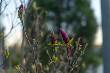 Blooming magnolia in spring. Twigs with flowers. Beautiful light pink magnolia flowers in soft light. Selective focus. Dnepr city, Ukraine. Personifications of spring beauty.