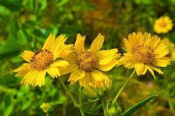 Spring background of yellow daisy flowers in the garden