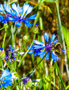 Close up of bumblebee on iris flower.