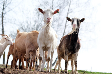 A couple of goats looking at the camera on the pasture, low viewing angle. Farm animals. 