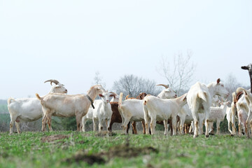 Goats grazing, frolicking pastures, low viewing angle. Agriculture business and cattle farming.
