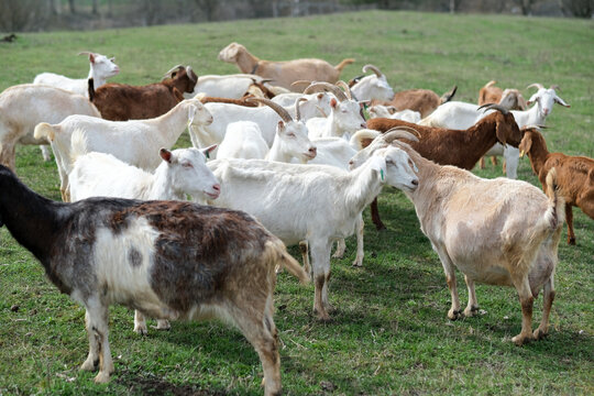 Goats grazing, frolicking pastures, low viewing angle. Agriculture business and cattle farming. High quality photo