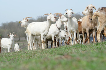 Goats grazing, frolicking pastures, low viewing angle. Agriculture business and cattle farming. High quality photo