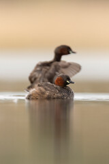little grebe water bird perkozek © Huerto