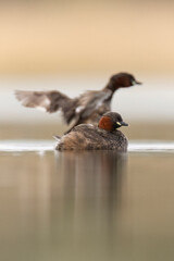 little grebe water bird perkozek © Huerto