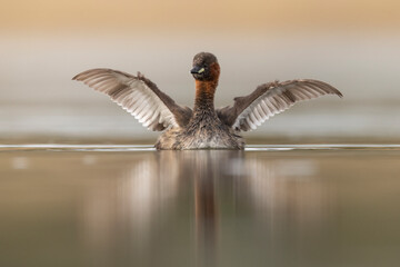 little grebe water bird perkozek © Huerto