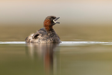 little grebe water bird perkozek © Huerto