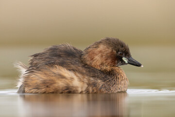 little grebe water bird perkozek © Huerto