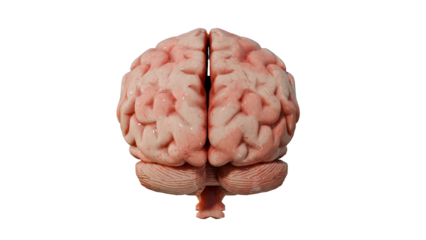 a close up of a human brain on a white background