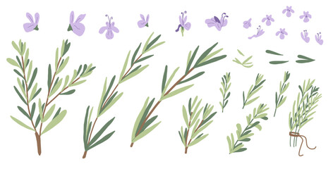Rosemary set isolated on white background. Fresh herb branch with green leaves and rosemary flowers. Vector hand drawn flat illustration. - obrazy, fototapety, plakaty