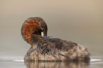 little grebe water bird perkozek