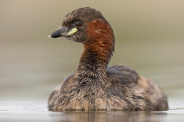little grebe water bird perkozek © Huerto