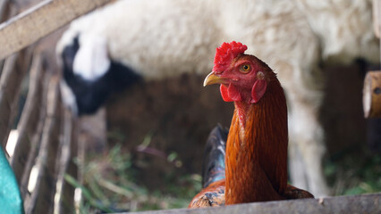 Rooster in cage, focus on eyes and comb. Blurred white goat background