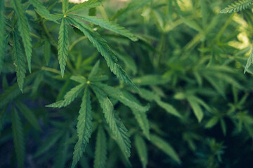 Close-up of a cannabis plant in a field. A cannabis plantation.