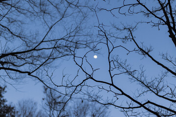 tree and moon
