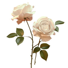 Two white roses on a stem